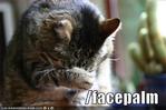 facepalm кот // 500x333 // 27.1KB