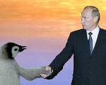пингвин путин // 412x330 // 23.8KB