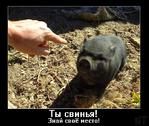 мотиватор свинья // 656x554 // 61.7KB