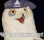 adidas o_rly гопник кепка фингал // 436x399 // 22.8KB