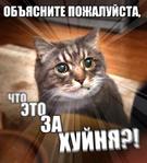 wtf кот // 430x475 // 296.1KB